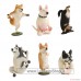 Animal Life Dog Yoga Master 1 Blind Box